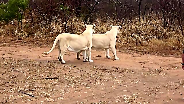 Sex Friends Safari Vol.1 - Coppu La Banane Prod Full Hd Download With Anto Toto, Mike Angelo And Clea Gaultier